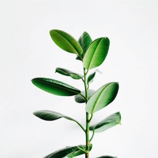 Long Leaf Plant